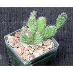 Tunilla picardoi 3-inch pots
