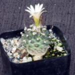 Turbinicarpus schmiedickeanus ssp. gracilis 2-inch pots