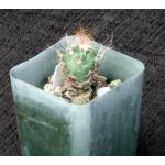 Turbinicarpus pseudomacrochele 2-inch pots