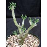 Tylecodon dinteri 8-inch pots