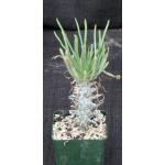 Tylecodon cacalioides 4-inch pots