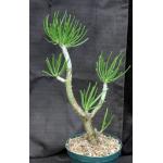 Tylecodon dinteri 8-inch pots