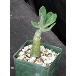 Tylecodon paniculatus 4-inch pots