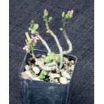 Tylecodon schaeferianus 2-inch pots