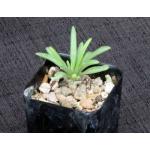 Tylecodon wallichii 2-inch pots
