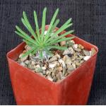 Tylecodon wallichii 4-inch pots