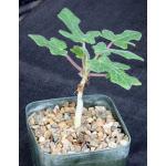 Uncarina roeoesliana 5-inch pots