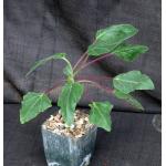 Uncarina stellulifera 4-inch pots