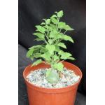 Xerosicyos pubescens 6-inch pots