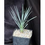 Yucca brevifolia one-gallon pots