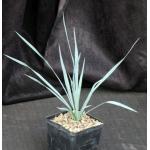 Yucca rostrata 5-inch pots