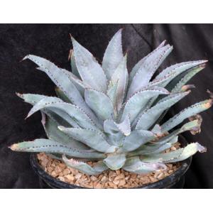 Mangave cv Inkblot 2-gallon pots