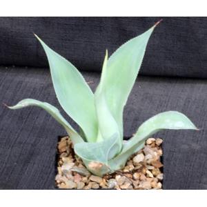 Agave vilmoriniana cv Blue Flame 5-inch pots