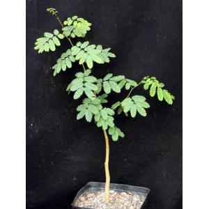 Acacia galpinii one-gallon pots