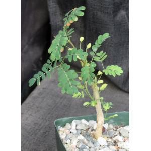 Acacia burkei 4-inch pots