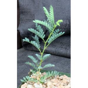 Acacia erioloba 4-inch pots