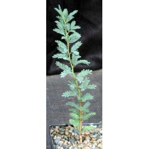 Acacia erioloba 5-inch pots