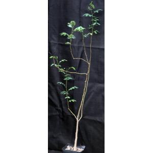 Acacia galpinii one-gallon pots