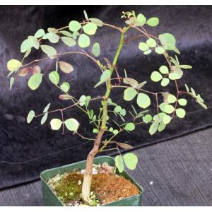 Acacia nigrescens 4-inch pots