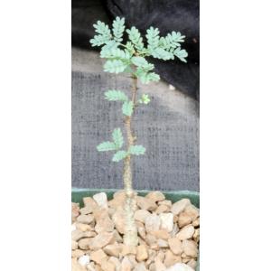 Acacia senegal 4-inch pots