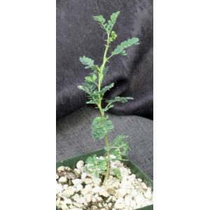 Acacia tortilis 4-inch pots