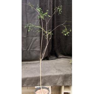 Acacia willardiana 3-gallon pots