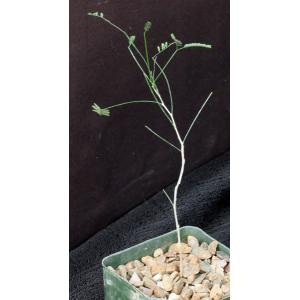 Acacia willardiana 4-inch pots