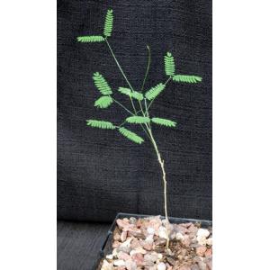 Acacia willardiana (ON 1000) 5-inch pots
