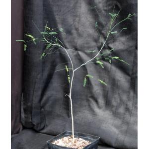 Acacia willardiana (ON 1000) one-gallon pots
