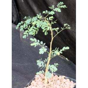 Acacia burkei 5-inch pots