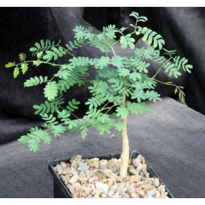 Acacia burkei 5-inch pots