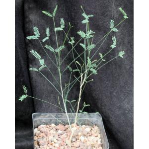 Acacia willardiana one-gallon pots