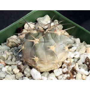 Acanthocalycium glaucum 4-inch pots