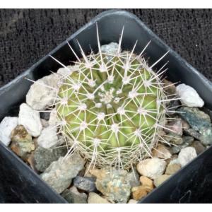 Acanthocalycium sp. aff. siniflorum 2-inch pots