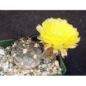 Acanthocalycium glaucum 4-inch pots