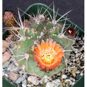 Acanthocalycium hoevenii 4-inch pots