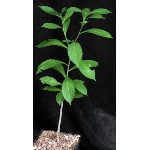 Adansonia digitata one-gallon pots