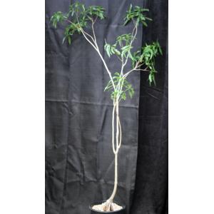 Adansonia rubrostipa 2-gallon pots