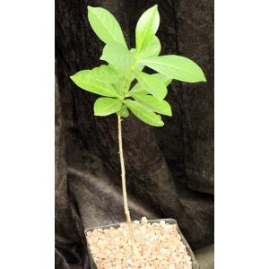 Adansonia digitata one-gallon pots