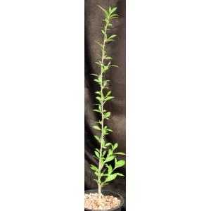 Adansonia digitata 2-gallon pots