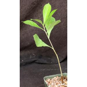 Adansonia digitata 5-inch pots