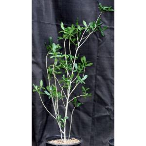 Adansonia digitata 2-gallon pots