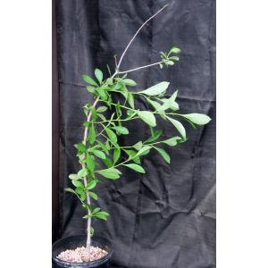 Adansonia digitata 3-gallon pots