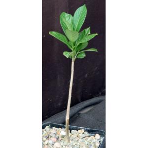 Adansonia digitata 5-inch pots