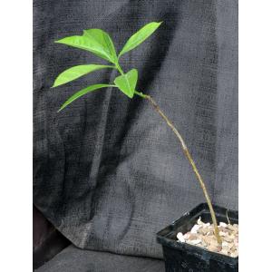 Adansonia za 5-inch pots