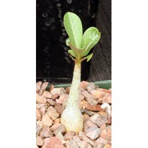 Adenium obesum (Mt. Kilimanjaro) 4-inch pots