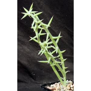 Adenia globosa (rooted cuttings) 5-inch pots