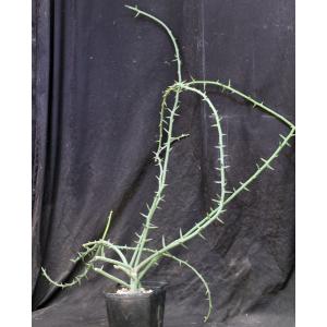 Adenia globosa (rooted cuttings) one-gallon pots
