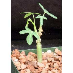 Adenia venenata 4-inch pots