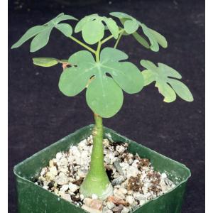 Adenia glauca 4-inch pots